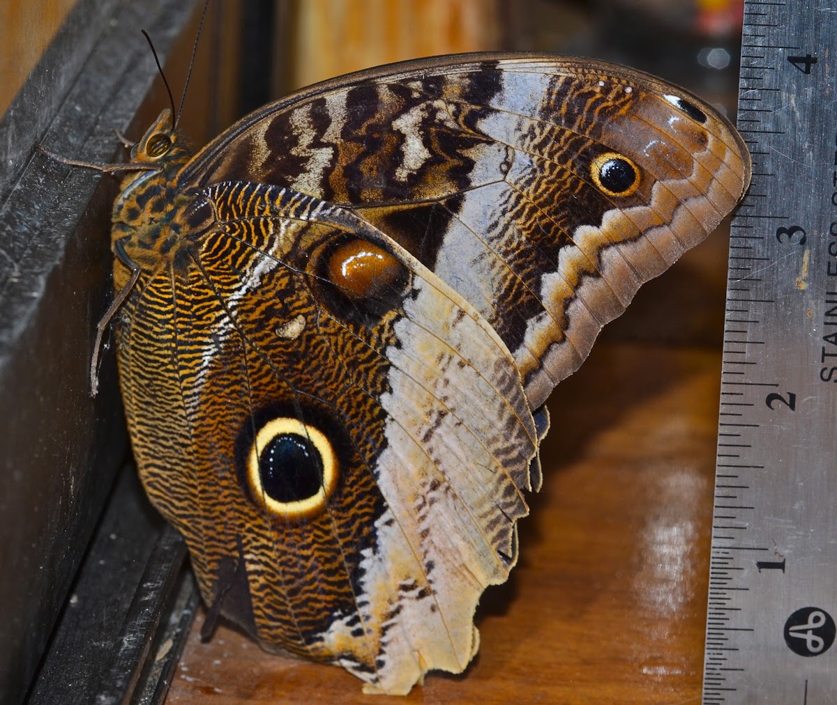Banded-Owl Butterfly