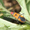 Red Cotton Bug 