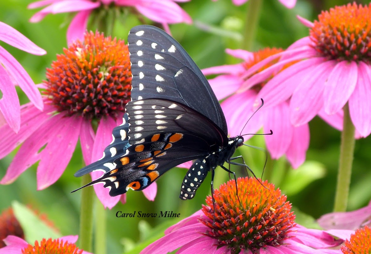 Eastern Black Swallowtail