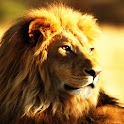 3D lion king 1 logo