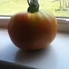 Big boy tomatoe