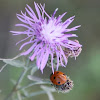 seven-spotted ladybug