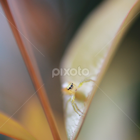 Spider sense by Agus Wibowo BlackStyle - Animals Insects & Spiders