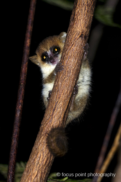 Tiny mouse lemur
