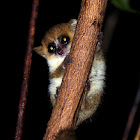 Tiny mouse lemur