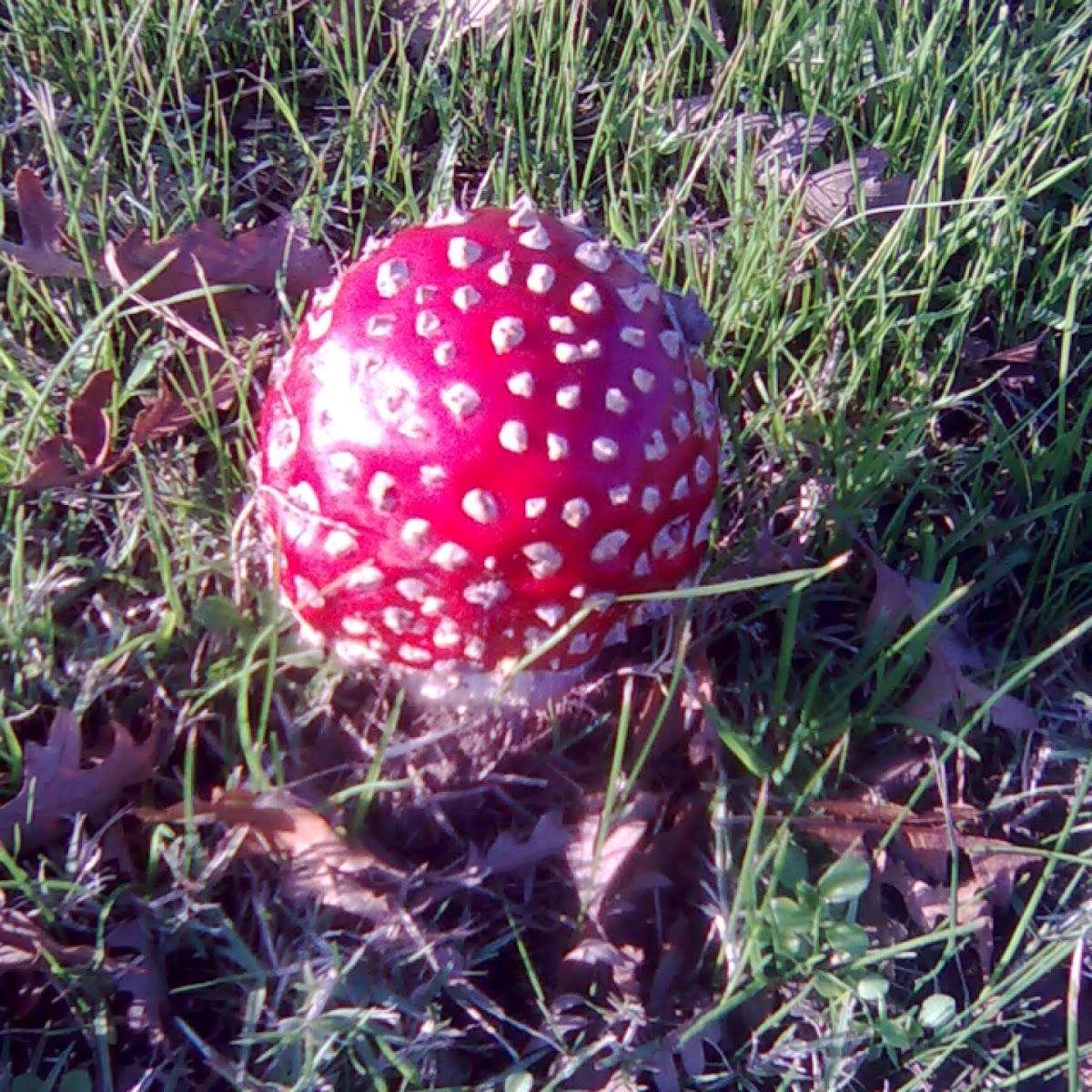 Fly Agaric