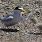 California Least Tern