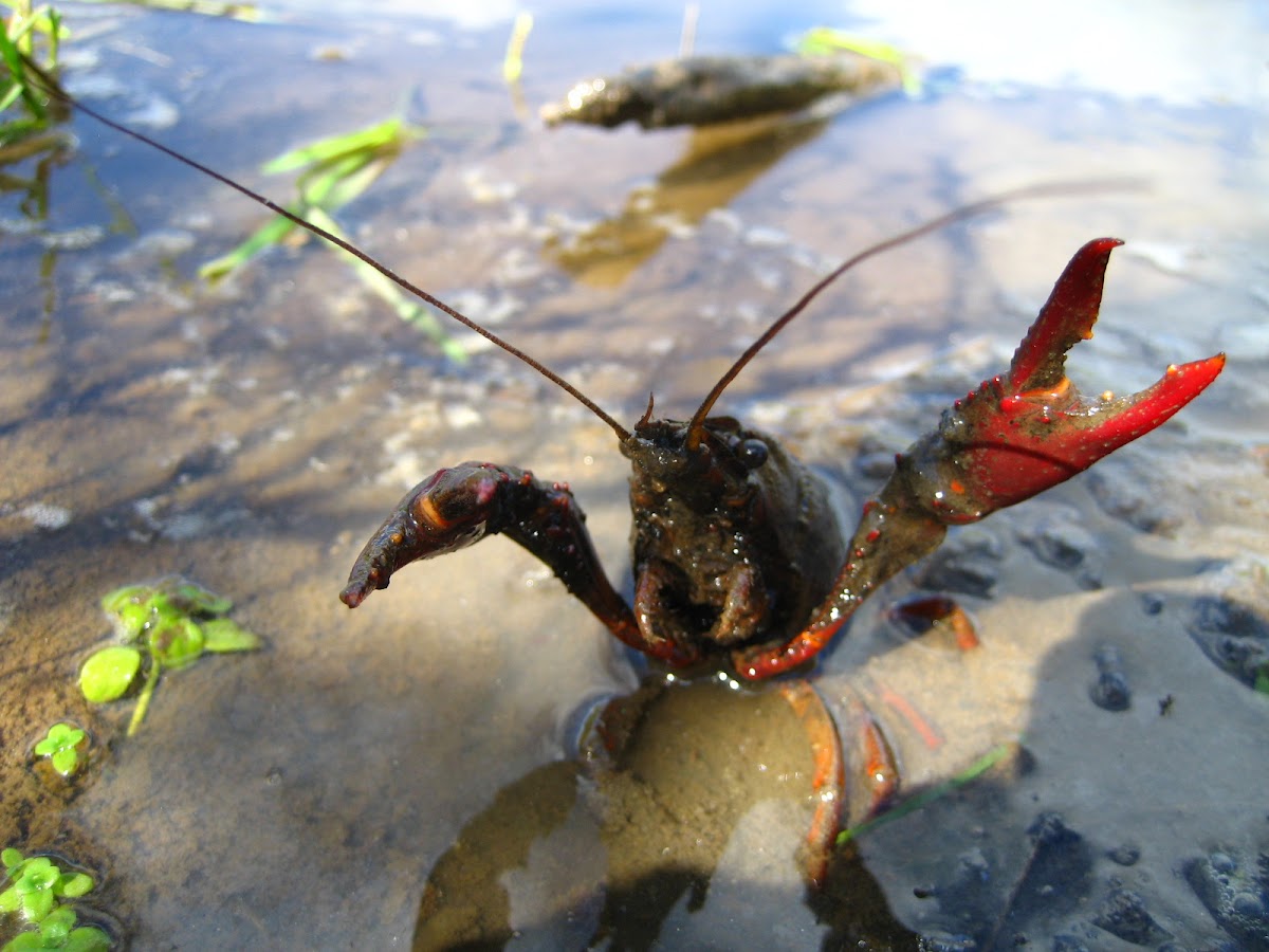 Crayfish, Cangrejo americano