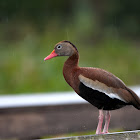 Northern Black-bellied Whistling Duck