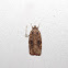 Feather Duster Agonopterix