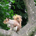 Ardilla roja o común/ red squirrel
