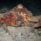 Horrid Elbow Crab, Rubble Crab