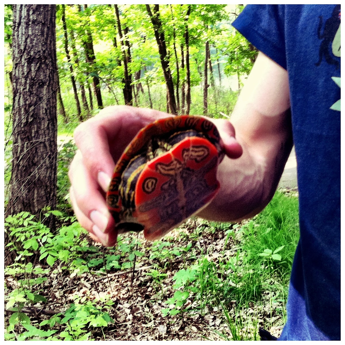 Western painted turtle