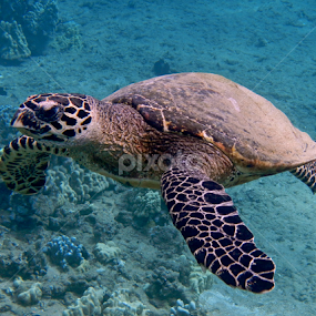 Hawkbill turtle (Nani) by Tatiana Gonnason - Animals Sea Creatures