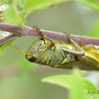 Differential Grasshopper