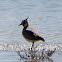 Lapwing; Avefria