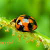 Variable Ladybird beetle
