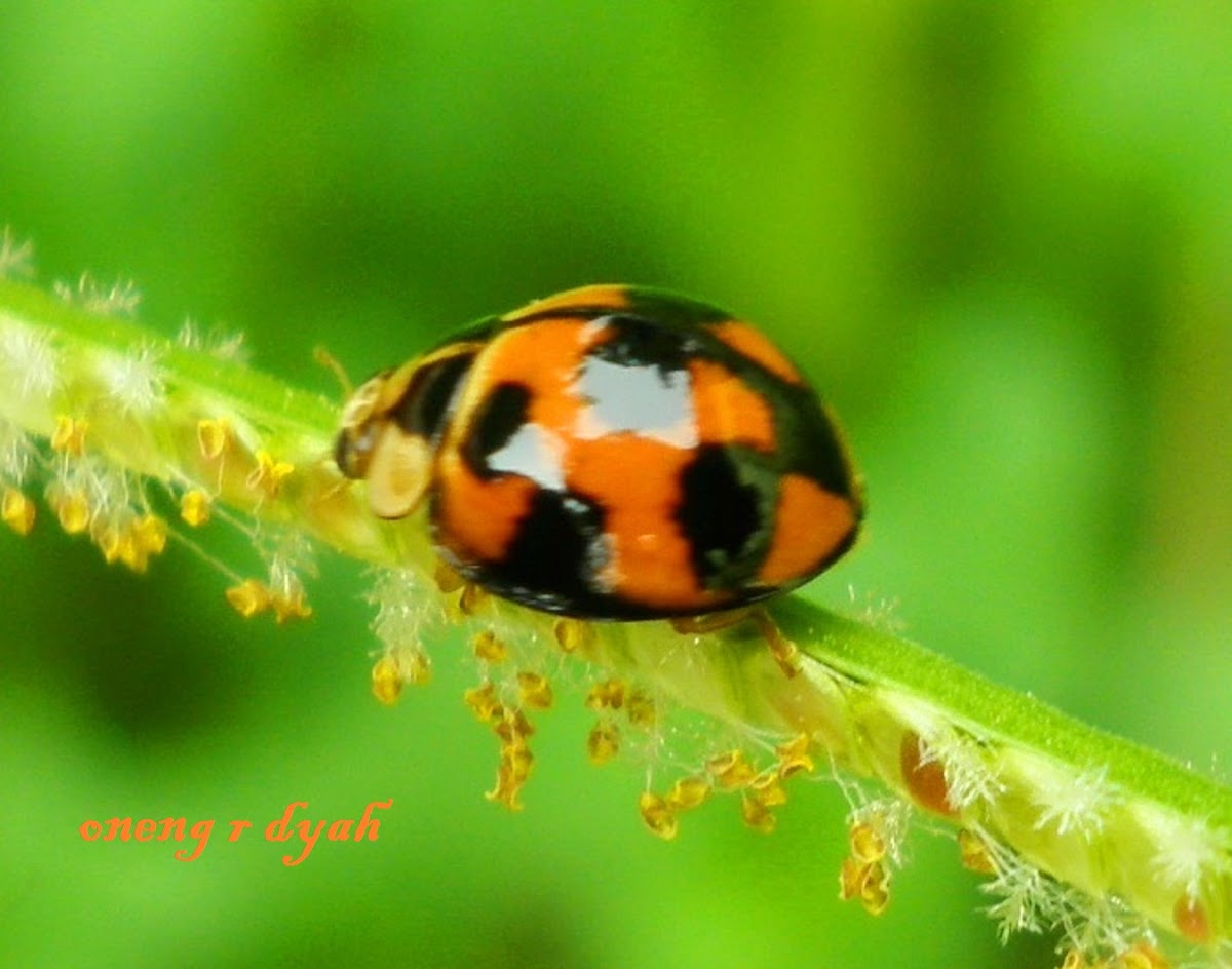 Variable Ladybird beetle