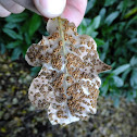 Silk Button Galls on Oak leaf