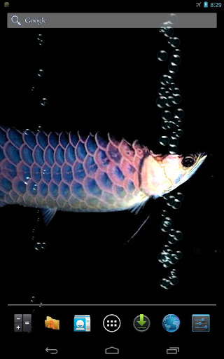 Arowana 2 Live Wallpaper