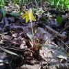 yellow trout lily
