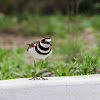 Killdeer