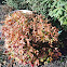 Dwarf Nandina