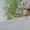 Two-striped Toothpick Grasshopper