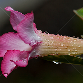 UNTITLED by Herken Kenken - Flowers Flowers 2011-2013