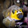 Dog-faced Puffer, Black-spotted Puffer