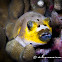 Dog-faced Puffer, Black-spotted Puffer