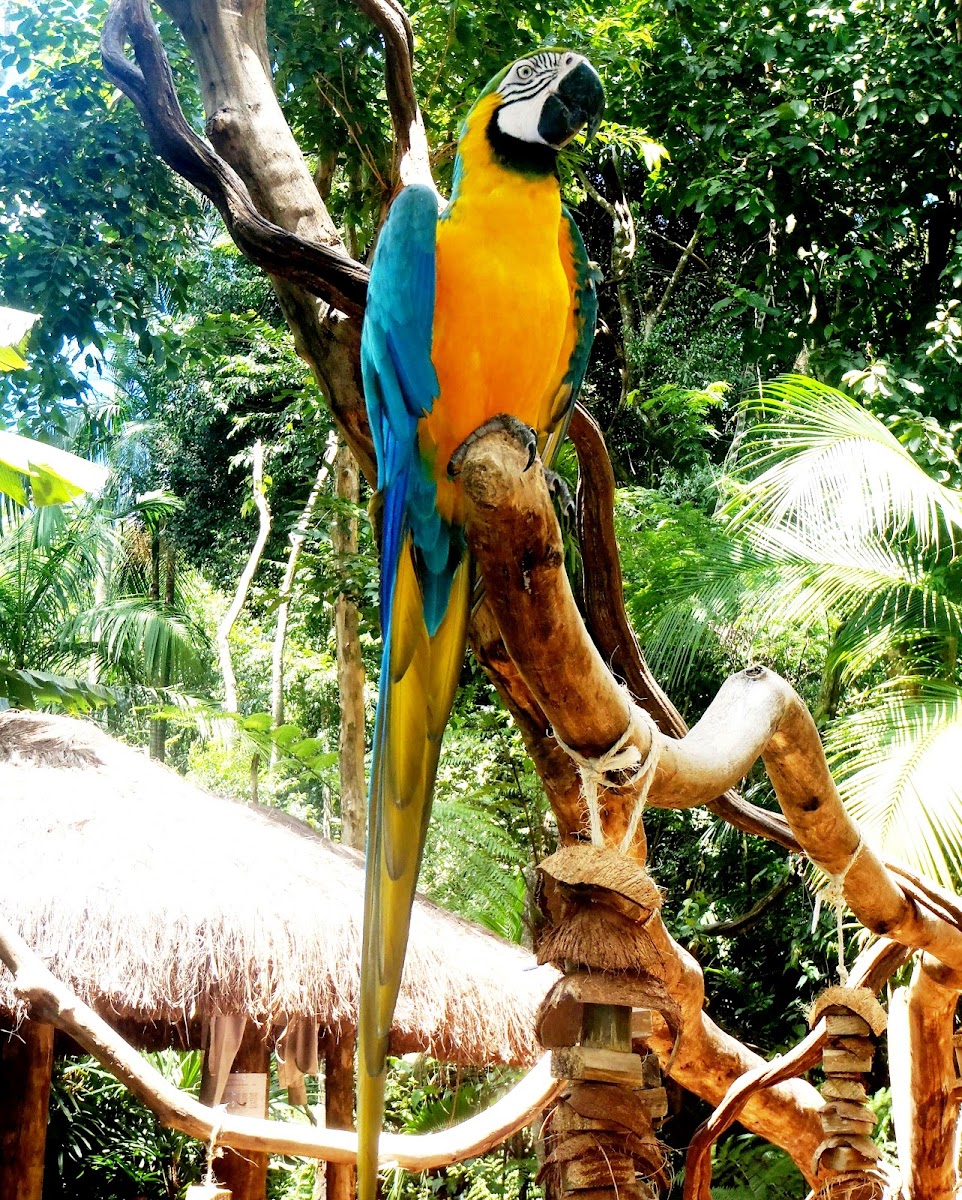 Blue-and-yellow Macaw. Guacamayo azulamarillo