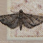 Double-striped Pug Moth