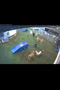 Spy Cams Premium Screenshots 4