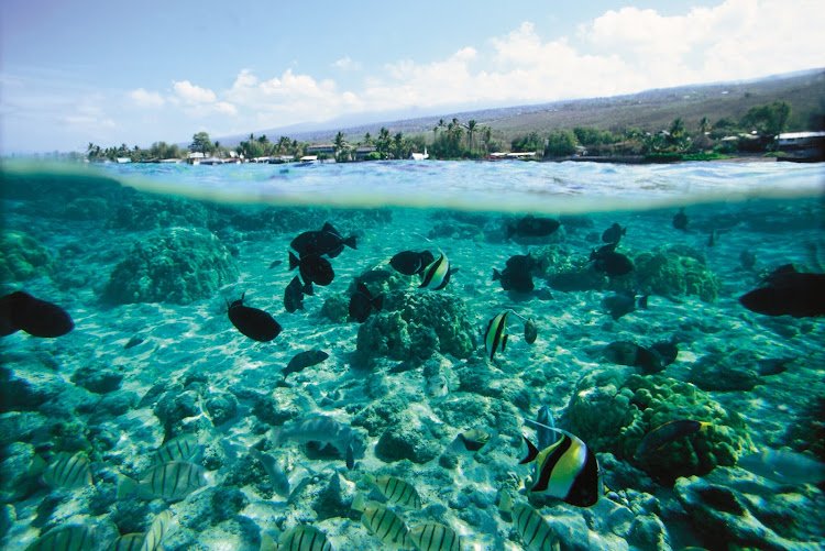 Underwater view of tropical fish and coral garden in Kahaluu Bay on the Big Island's Kailua-Kona coast.