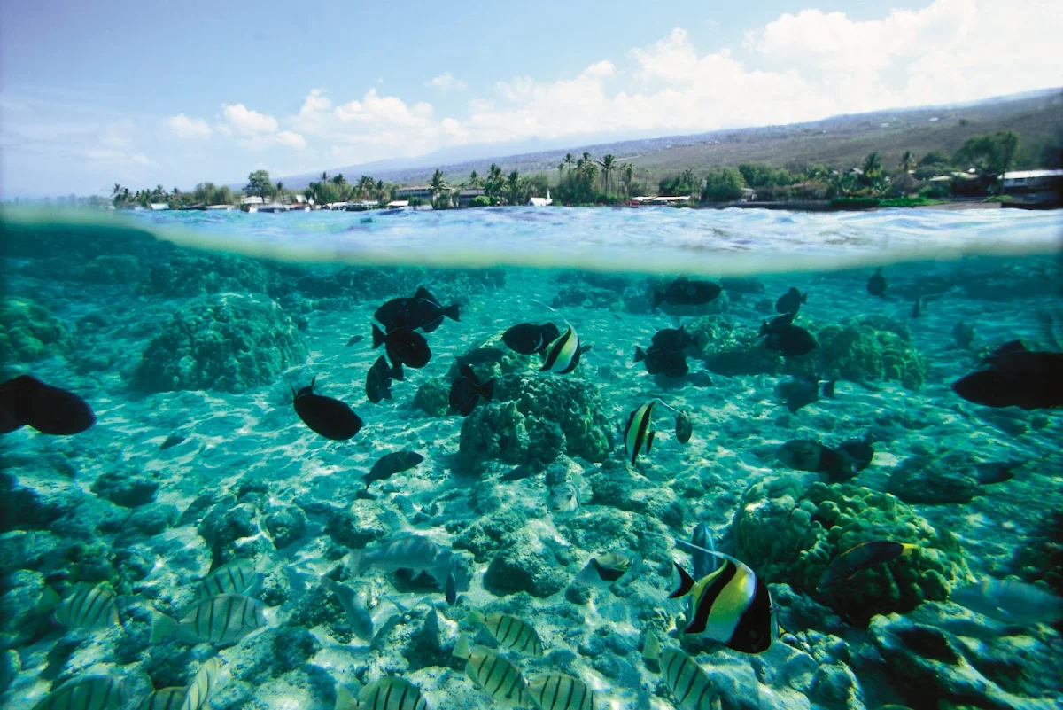 tropical-fish-Kahaluu-Bay - Underwater view of tropical fish and coral garden in Kahaluu Bay on the Big Island's Kailua-Kona coast.