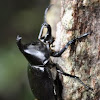 Common Rhinoceros Beetle