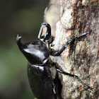 Common Rhinoceros Beetle