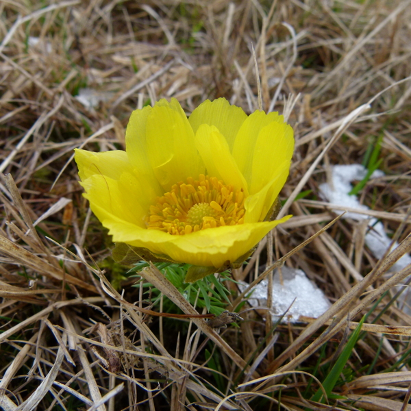 Pheasant's Eye, Frühlings-Adonisröschen