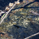 Blue Corporal dragonfly (female, oviposition, in flight)