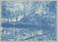 Droog zwamp achter "Ma retraite"