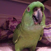 Reilly the Yellow napped Amazon Parrot