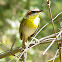 rufous capped warbler