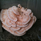 Chicken mushroom