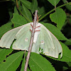 Luna moth (female)
