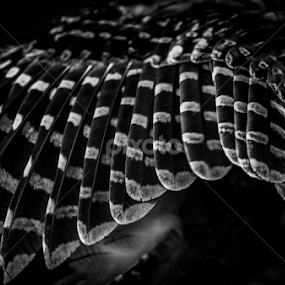 by Binoka Nadiranga - Animals Birds