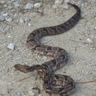 Canebrake or Timber rattlesnake