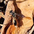 Grass-carrier Wasp