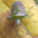 Leaf-Shield Bug