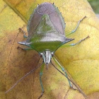 Leaf-Shield Bug